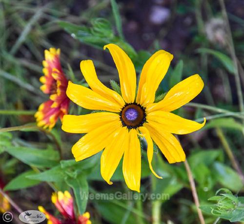 Black-eyed Sunflower #9 by Janet Haist